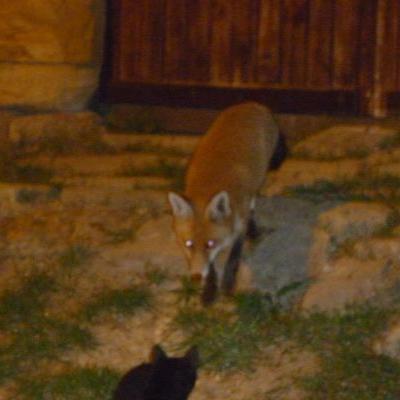 Zorro En Navamuel